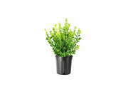 Japanese Boxwood | Extra Large 3 Gallon Plants | Dense & Evergreen Shrub, Ideal for Elegant Hedges, Topiary, Borders, and Landscape Design, Hardy & Drought Tolerant
