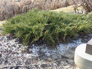 Green Sargent Juniper | Live Plants | Juniperus Chinensis | Drought Tolerant Cold Hardy Evergreen Ground Cover