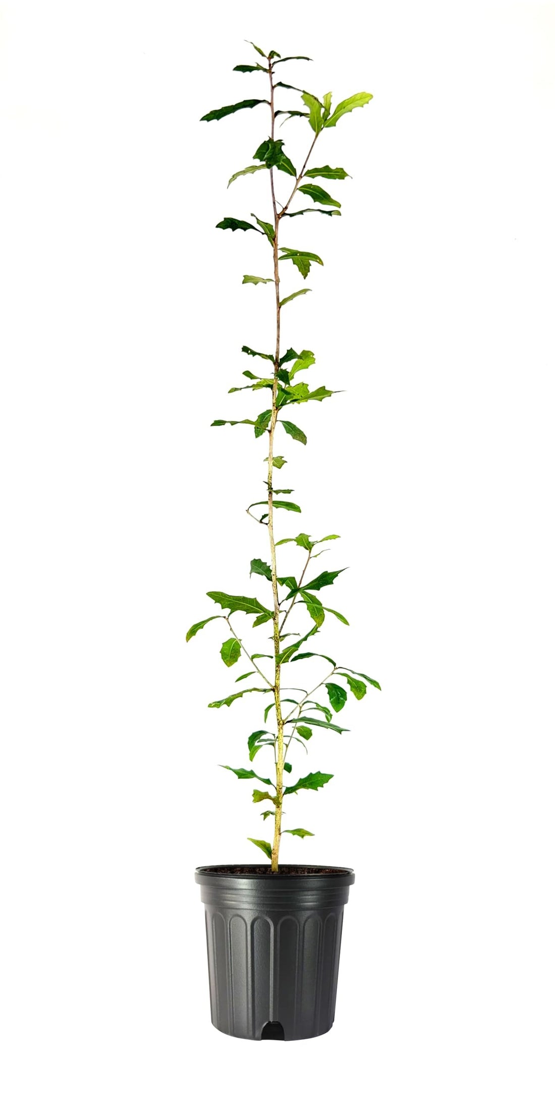 Southern Live Oak | Large Gallon Size Pot | Quercus Virginiana | Majestic Shade Tree for Landscaping | Long|Lived Native Evergreen Oak