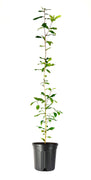 Southern Live Oak | Large Gallon Size Pot | Quercus Virginiana | Majestic Shade Tree for Landscaping | Long|Lived Native Evergreen Oak