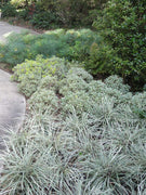 Aztec Grass | Live Plants | Variegated Liriope | Ophiopogon Intermedius Argenteomarginatus