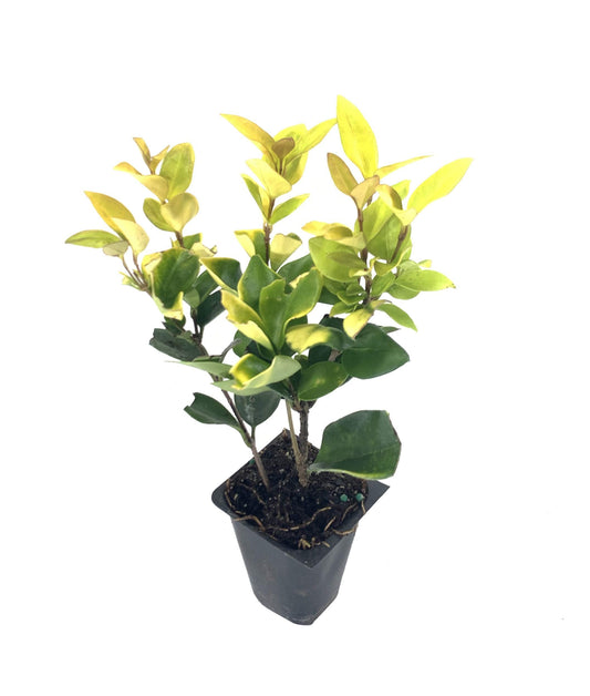Ligustrum Japonicum Howardi - Live Plants - Privet Howardii - Variegated Evergreen Shrub