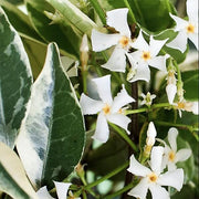 Variegated Confederate Jasmine | Extra Large 3 Gallon Plants | Trachelospermum jasminoides Variegata | Eye|Catching Climber | Perfect for Garden Walls and Trellises