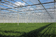 Nellie R. Stevens Holly | 15 Live Plants | Evergreen Privacy Hedge
