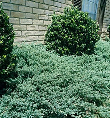 Green Sargent Juniper | Live Plants | Juniperus Chinensis | Drought Tolerant Cold Hardy Evergreen Ground Cover