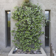 Star Confederate Jasmine I 2 Large Gallon Size Plants I Trachelospermum Jasminoides I Live Fragrant White Star-Shaped Flowers, Perfect for Trellises, Fences, and Arbors