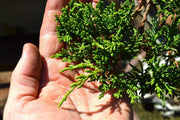 San Jose Juniper | 10 Live Plants | Juniperus Chinensis | Drought Tolerant Cold Hardy Evergreen Ground Cover