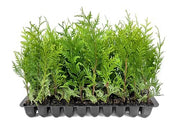 Thuja Green Giant Arborvitae | Live Trees 2" Pot Size | Evergreen Privacy Plants