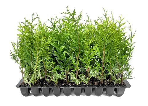 Thuja Green Giant Arborvitae | Live Trees 2" Pot Size | Evergreen Privacy Plants