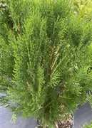 Blue Cone Arborvitae | Live Quart Size Plant | Vibrant Blue|Green Foliage for Landscaping, Hedges, and Privacy Screens, Drought and Deer Tolerant