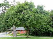 Drake Chinese Elm Tree | Live Plants | Lacebark Elm | Ulmus Parvifolia | Semi|Evergreen Fall Colors Red Purple & Yellow