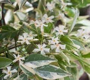 Variegated Confederate Jasmine | Extra Large 3 Gallon Plants | Trachelospermum jasminoides Variegata | Eye|Catching Climber | Perfect for Garden Walls and Trellises