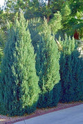 Blue Point Juniper | Large 3 Gallon Tree | Juniperus Chinensis | Evergreen Screening Plants
