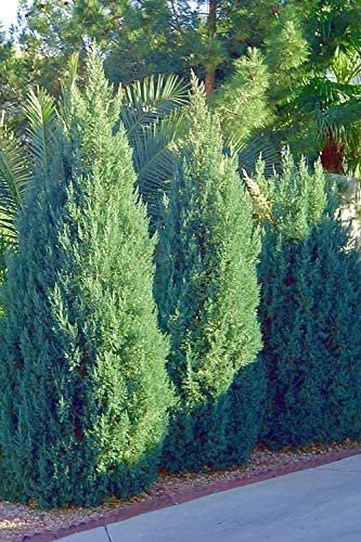 Blue Point Juniper | Large 3 Gallon Tree | Juniperus Chinensis | Evergreen Screening Plants
