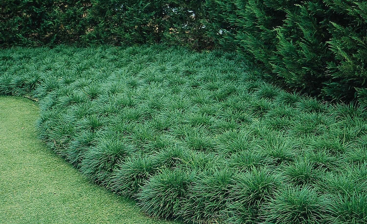 Mondo Grass | Live Plants | Ophiopogon Japonicus | Shade Loving Evergreen Groundcover Plants