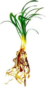 Dwarf Mondo Grass Plants | Live Bare Root Pips | Ophiopogon Japonicus Nanus | Perfect for Ground Cover & Borders | Hardy & Low Maintenance
