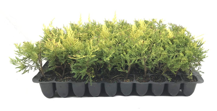 Saybrook Gold Juniper | Live Plants | Juniperus Chinensis | Hardy Evergreen Ground Cover