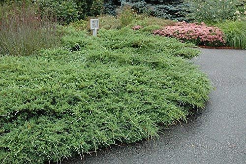Sea Spray Juniper | Live Plants | Juniperus Chinensis | Drought Tolerant Cold Hardy Evergreen Ground Cover
