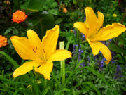 Daylily 'Aztec Gold' | 30 Live Plants | Hemerocallis Blooming Ground Cover Ornamental Foliage