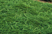 Prince of Wales Juniper | Live Plants | Drought Tolerant Cold Hardy Evergreen Ground Cover
