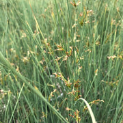 Blue Arrows Rush Grass | Live Gallon Size Plant | Juncus Inflexus | Drought Tolerant Low Maintenance Ornamental