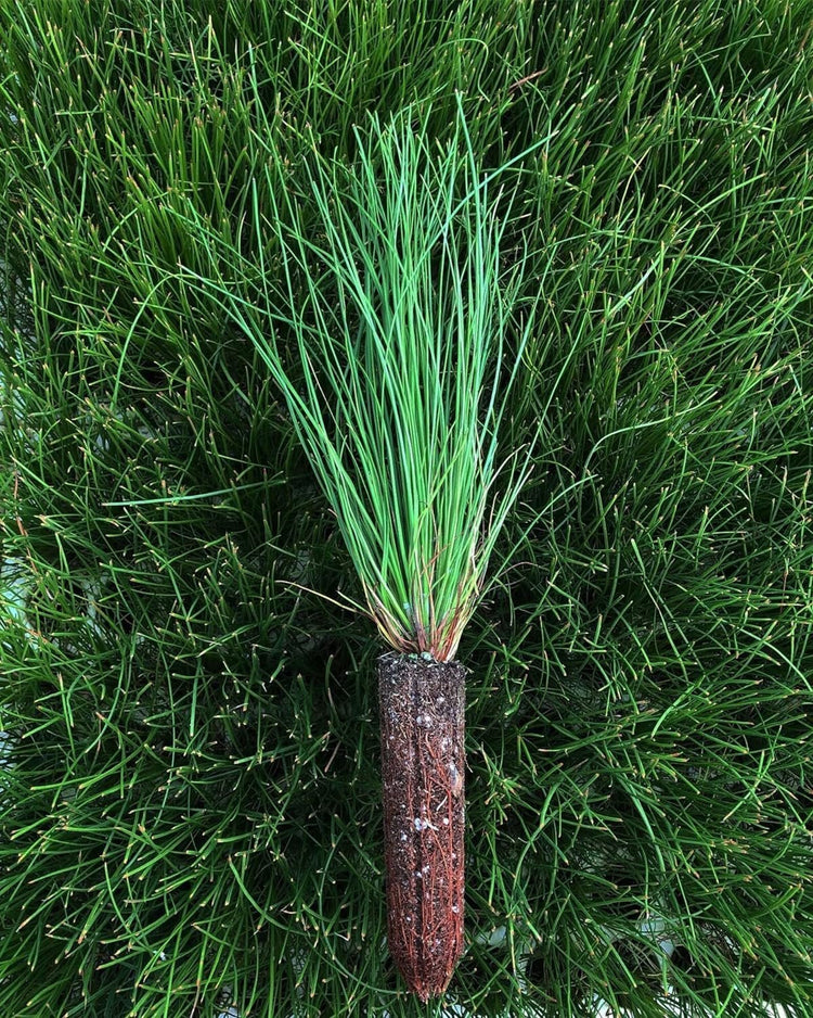 Longleaf Pine Tree | Live Plants | Pines Palustris | Hardy Fast Growing Evergreen Eco|Friendly Trees