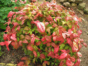 Firepower Heavenly Bamboo | Large Gallon Size Plants | Nandina Domestica | Brilliant Colorful Low Maintenance Foliage