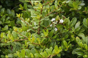 Viburnum Densa | Extra Large 3 Gallon Plant | Viburnum Odoratissimum 'Densa' | Lush Landscape Addition | Hardy Shrub