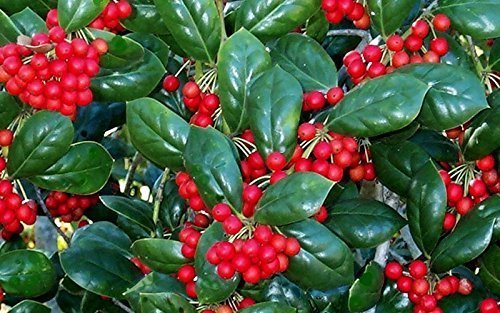 Dwarf Burford Holly Ilex | 40 Live Plants | Evergreen Burfordi Shrub