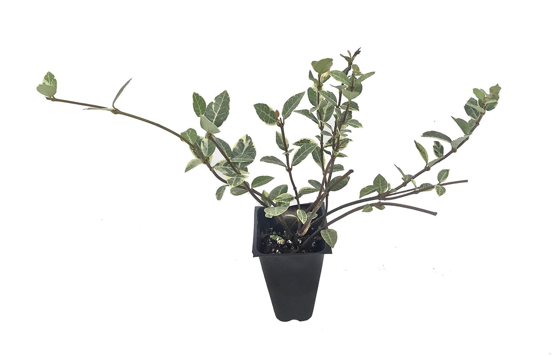 Variegated Asiatic Jasmine Minima | 50 Live Plants | Trachelospermum Asiaticum 'variegatum' | Evergreen Groundcover