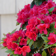 Red Formosa Azalea | Live Plants | Rhododendron Formosa Seedlings | Vibrant Spring Blooms | Ideal for Landscaping & Garden | Hardy & Easy to Grow | Perfect for Outdoor Planting