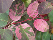 Breynia Disticha Roseopicta Snowbush | Live Plants | Ornamental Shrub, Perfect for Indoor & Outdoor Landscaping | Drought Tolerant, Low | Maintenance, Easy to Grow Plant