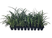 Super Blue Liriope Muscari | 40 Live Plugs | Ground Cover Grass Plants