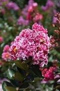 Crape Myrtle Raspberry Sundae | Extra Large 3 Gallon Plant | Dual|Color Red & Pink Blooms, Live Plant, Stunning Bicolor Ornamental Shrub for Eye|Catching Garden Displays