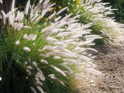 White Fountain Grass | Large Gallon Size Plants | Pennisetum Alopecuroides | Low Maintenance Blooming Ornamental Grass