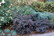 Loropetalum Plum Delight | Large Gallon Size Plants | Chinese Fringe Flower | Evergreen Flowering Shrub
