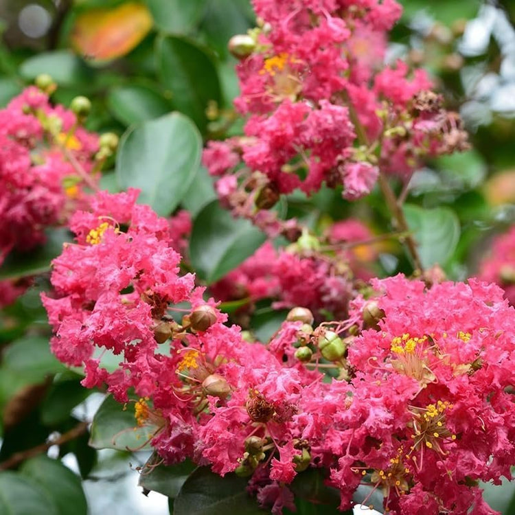 Crape Myrtle Pink Velour | Live Plants | Lush Magenta|Pink Blooms, Live Plant, Elegant Ornamental Shrub for Distinctive Garden Accents