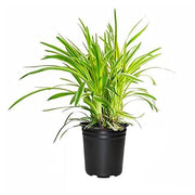 Variegated Liriope Muscari Silvery Sunproof | Large Quart Size Plants | Live Blooming Evergreen Groundcover
