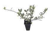 Variegated Asiatic Jasmine Minima | 20 Live Plants | Trachelospermum Asiaticum 'variegatum' | Evergreen Groundcover