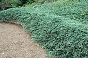 Bar Harbor Juniper | Extra Large 3 Gallon Plants | Live Premium Evergreen Shrub for Landscaping, Low Maintenance Ground Cover, Drought Tolerant