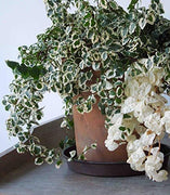 Variegated Creeping Fig Vine | Ficus Pumila Variegata | Live Fully Rooted 2 Inch Plants | Climbing Ivy
