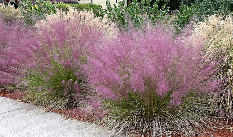 Muhly Grass | Live Gallon Size Plants | Muhlenbergia Capillaris | Hairawn Muhly | Drought Tolerant Pink Blooming Ornamental Grass