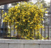 Carolina Jasmine | Large Gallon Size Plants | Gelsemium Sempervirens Jessamine | Fragrant Blooming Vine Foliage