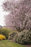 Viburnum Spring Bouquet | Live Plants | Viburnum tinus | Evergreen Flowering Shrub | Compact Ornamental Hedge for Landscaping