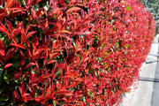 Photinia Red Tip | Live Plants | Photinia x Fraseri | Evergreen Landscape Shrub