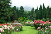 Italian Cypress Tree | Large Gallon Size Trees | Cupressus Sempervirens | Formal Elegant Mediterranean Style Plants