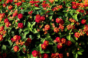 Lantana Dallas Red | Live Plants | Lantana Camara | Flowering Perennial | Garden Colorful Bloom | Hardy Outdoor Decor | Vibrant Red Flowers