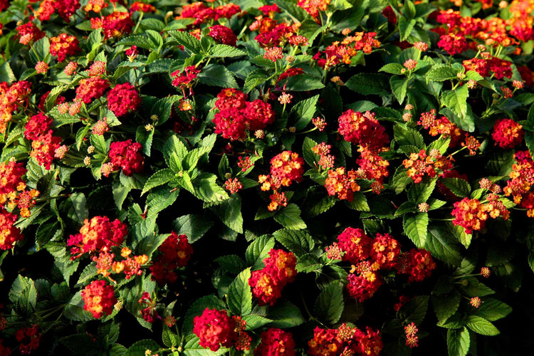 Lantana Dallas Red | Live Plants | Lantana Camara | Flowering Perennial | Garden Colorful Bloom | Hardy Outdoor Decor | Vibrant Red Flowers