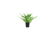 Hughes Juniper | Live 4 Inch Pots | Drought|Tolerant Evergreen for Landscaping, Privacy Screens, and Bonsai, Easy|to|Grow