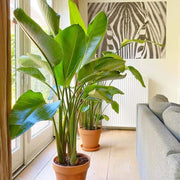 White Bird of Paradise | Live Plants | Strelitzia Nicolai | Beautiful Rare Foliage Specimen